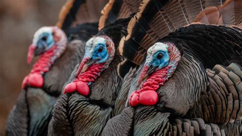 Turkey .